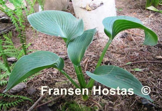 Hosta Blue Troll